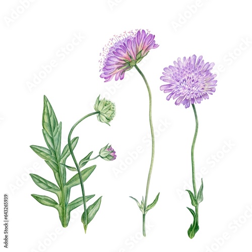 watercolor botanical hand drawn illustration with Knautia arvensis  purple flower. Can be use as book or magazine illustration, package design, textile, poster, postcard, tattoo design, label.
