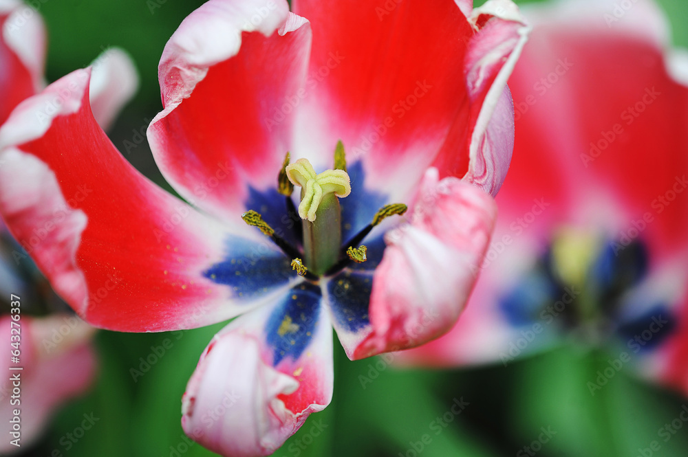 Fototapeta premium red tulip blooming - macro