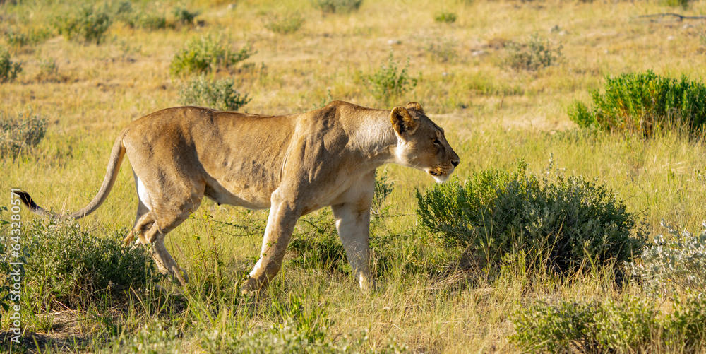 Very Regal Lioness Portrait in Etosha Reserve Namibia Africa Very Regal Lioness Portrait in Etosha Reserve Namibia Africa