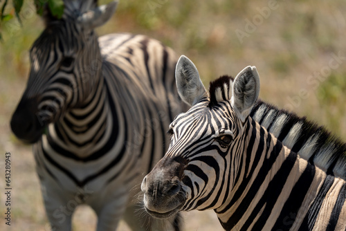 Burchell's Zebra Portrait in Etosha Reserve Namibia Africa photo