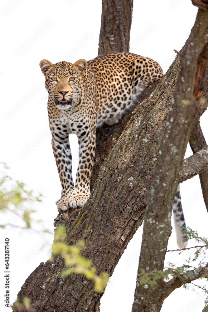 Obraz premium Leopard Called Fig, Climbing Down No. 2737