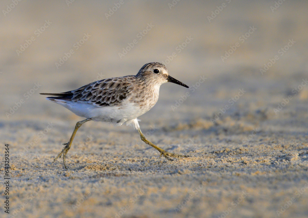 Least sandpiper (Calidris minutilla) running along the ocean beach, Galveston, Texas, USA. Least sandpiper (Calidris minutilla) running along the ocean beach, Galveston, Texas, USA.