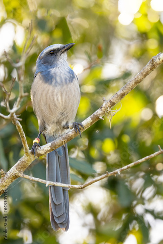 A Florida scrub jay (Aphelocoma coerulescens), a bird endemic to Florida, perched on a branch at Wingate Creek State Park photo