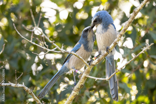 Two Florida scrub jays (Aphelocoma coerulescens), birds endemic to Florida, perched on a branch at Wingate Creek State Park. One was presenting a twig to the other. photo