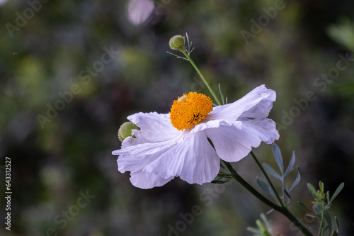 close up of matilija poppy