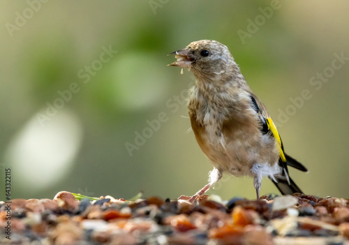 Cuadro en lienzo Juvenile gold finch eating from a bird table in the woodland