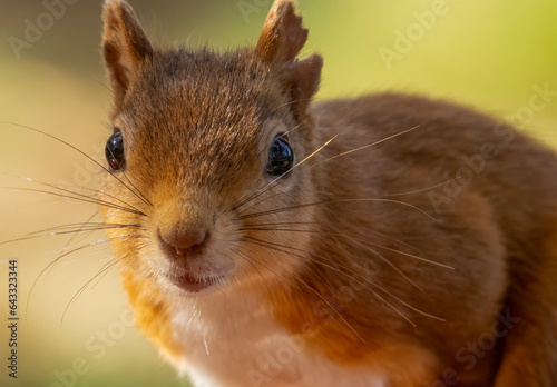 Close up portrait of a beautiful scottish red squirrel with natural green forest background