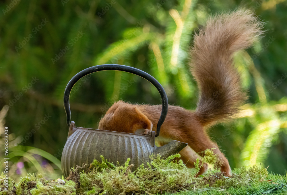 Curious little scottish red squirrel looking for nuts hidden in an old brass teapot in the woodland Curious little scottish red squirrel looking for nuts hidden in an old brass teapot in the woodland