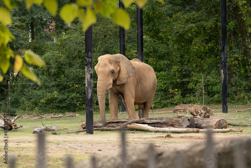 Photography African elephant