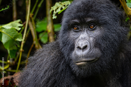uganda mountain gorilla © Annika
