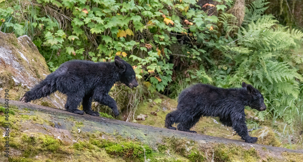 Running Black Bear Cubs