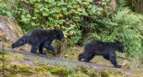 Fototapeta Naklejka Na Ścianę i Meble -  Running Black Bear Cubs