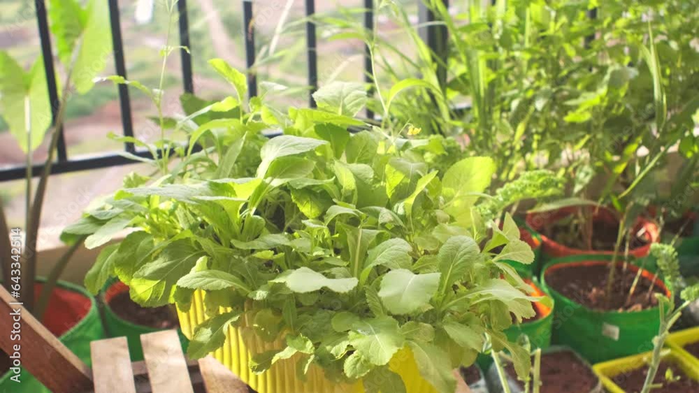Lai patta growing organically in a planter in the balcony garden Lai patta growing organically in a planter in the balcony garden