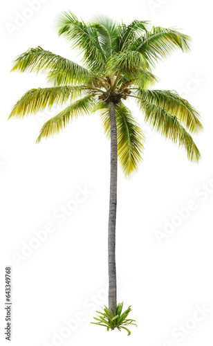 Palm tree. Green tree isolated on transparent background. Coconut tree