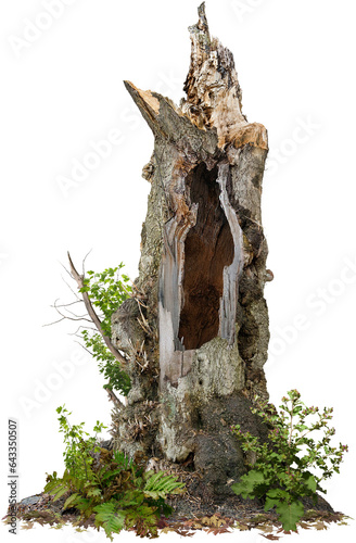 Cut out tree trunk. Dead tree isolated on transparent background. Bare tree without branches. Stump isolated