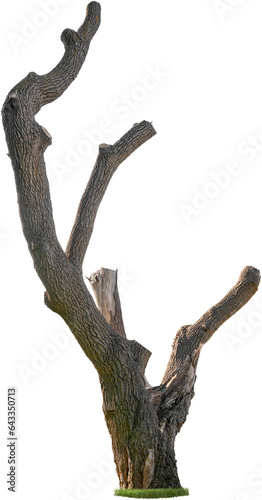 Cut out tree trunk. Dead tree isolated on transparent background. Bare tree without branches. Stump isolated