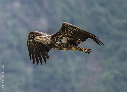 Young Bald Eagle in Flight