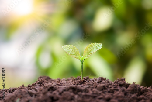 Young plants grow in soil that has the nutrients the plants need and appropriate sunlight.