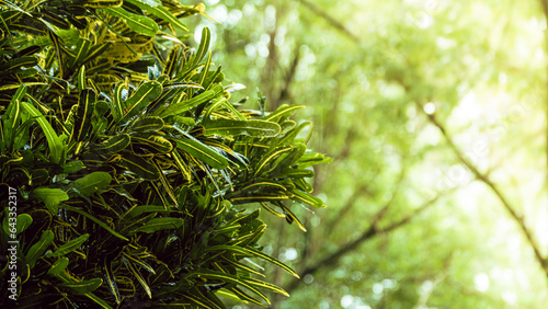 Gadihu leaves grow abundantly and beautifully in the garden