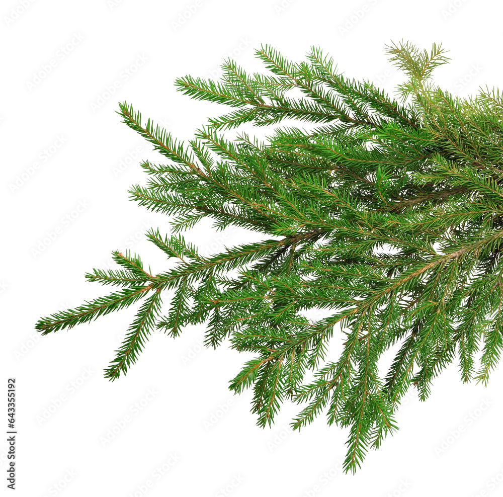 Fir branches isolated on transparent without shadow. PNG