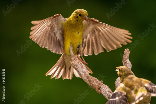Gold Finch flying onto a branch