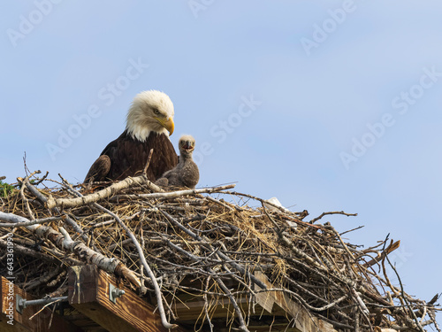 American Bald Eagle with Chick
