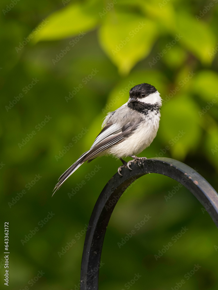 Obraz premium A Black-capped Chickadee in Alaska