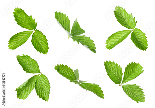 Set with bright green wild strawberry leaves isolated on white