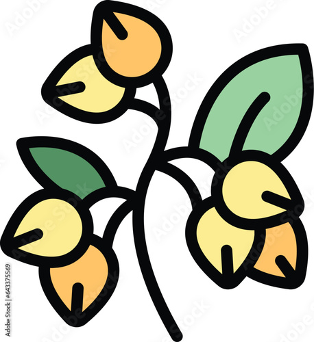 Flower buckwheat icon outline vector. Cereal plant. Nature organic color flat