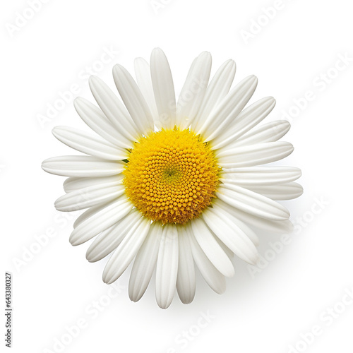 Single chamomile flower on white background.