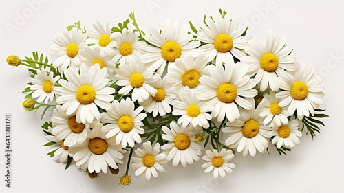 Chamomile flowers top view, on white background. © peekeedee