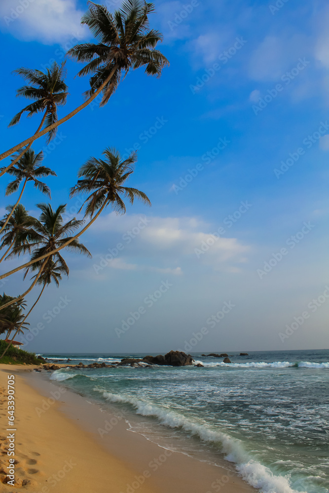 A palm trees over a rocks in Dalawella, Sri Lanka