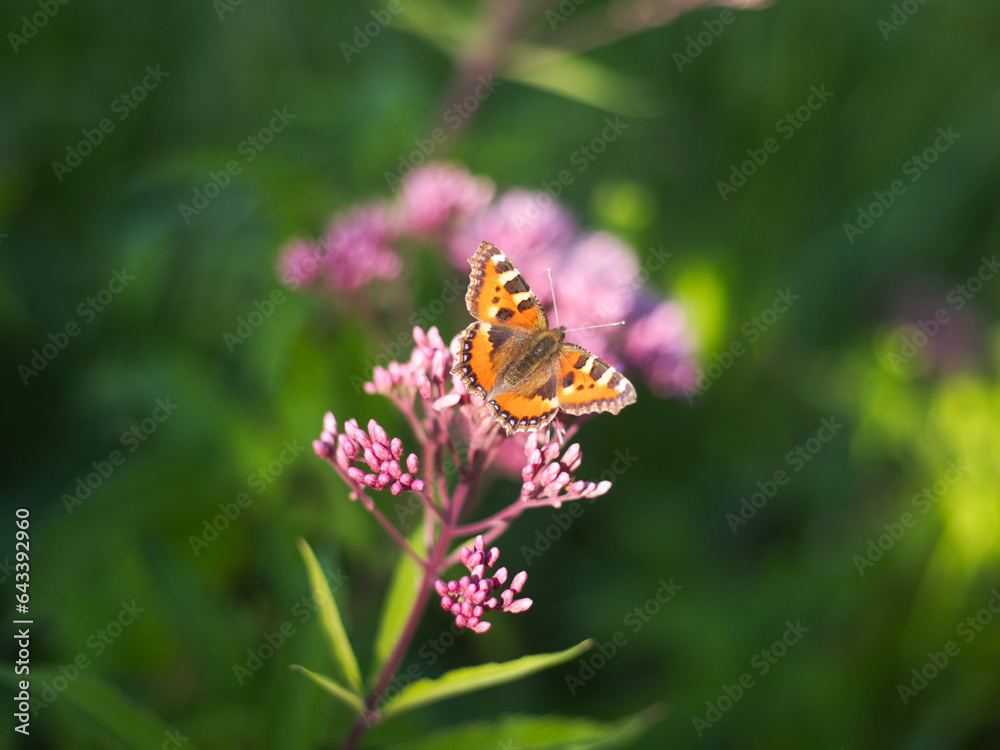A small tortoiseshell on a purple flower A small tortoiseshell on a purple flower