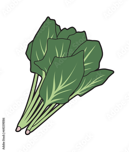 ほうれん草　イラスト