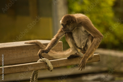 Photography Brown spider monkey,  variegated spider monkey (Ateles hybridus).