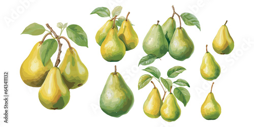 watercolor pear clipart for graphic resources