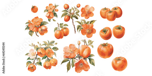 watercolor persimmon clipart for graphic resources