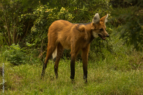 The Maned wolf (Chrysocyon brachyurus).