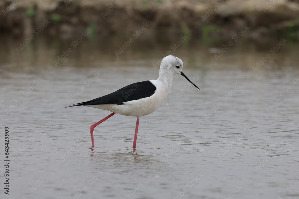 Obraz premium a black and white bird walking on water