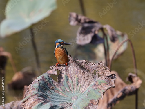 a colorful bird standing on lotus leaf