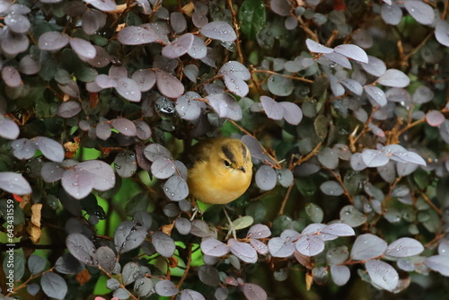 a little yellow bird perching on a tree