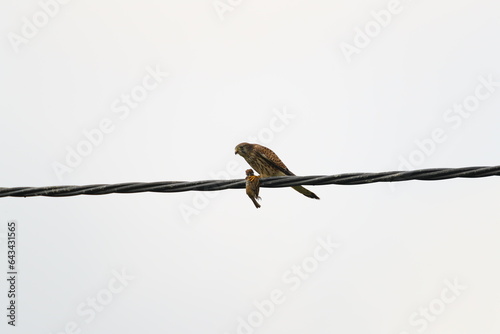 a hawk with its prey on a wire