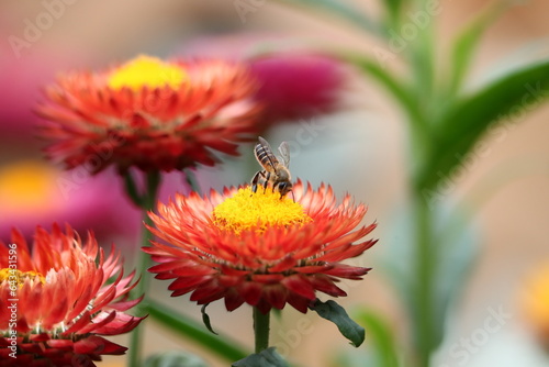 a bee collecting nectar from a red dasiy