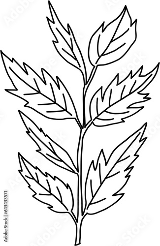 doodle freehand sketch drawing of pine leaf. © mae