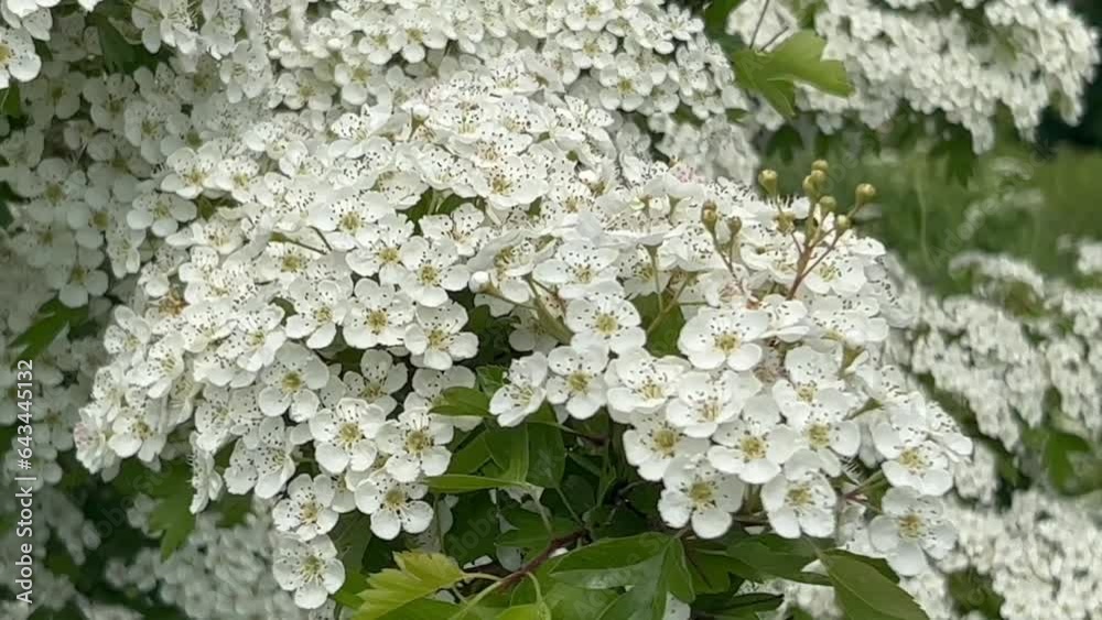 Hawthorn (Crataegus), twigs with white flowers in Ystad, Scania, Sweden, Scandinavia, Europe Hawthorn (Crataegus), twigs with white flowers in Ystad, Scania, Sweden, Scandinavia, Europe