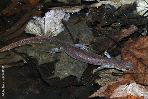 Φωτογραφία A unisexual Ambystoma salamander swims through a forested vernal pool at night