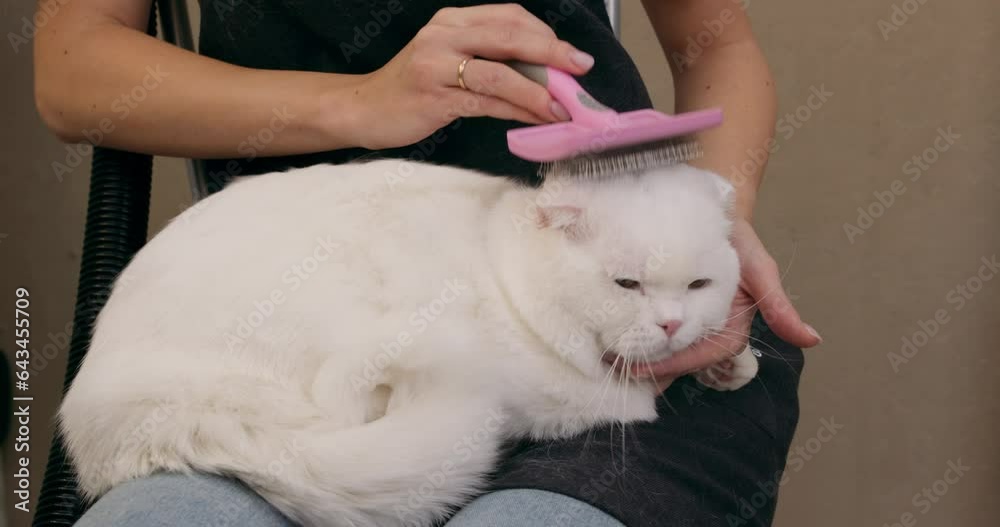 female brushing cat to remove dirt, grease, skin flakes and dead hair from the coat. professional grooming service Animal Hospital female brushing cat to remove dirt, grease, skin flakes and dead hair from the coat. professional grooming service Animal Hospital