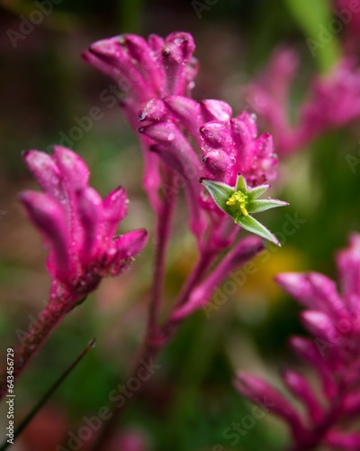Pink Australian wildflower in the grass