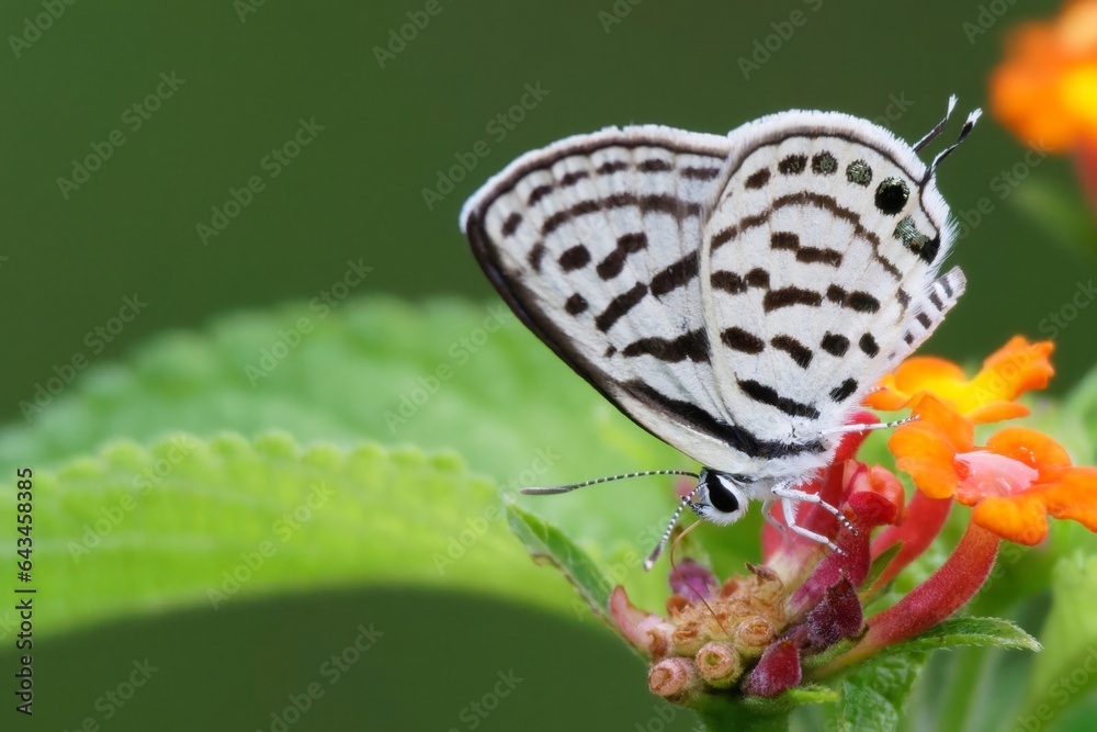 Fototapeta premium butterfly on leaf