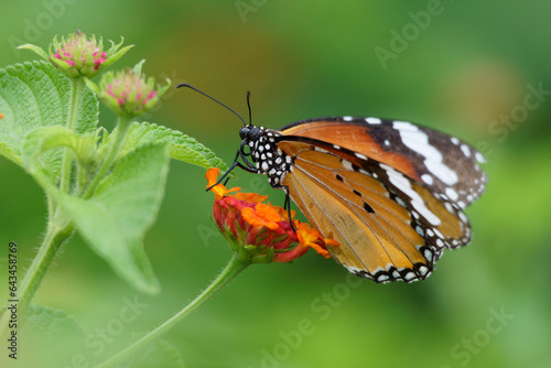 Butterfly © pushpasen